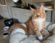 Maine Coon kattunge