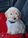 Goldendoodle 