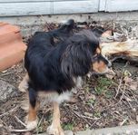 Cavalier king Charles Spaniel tik