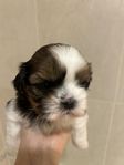 Shih Tzu puppies