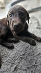 LABRADOR RETRIVER TIK MED JAKTLINJER SKK STAM