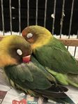 Agapornis fischeri / Lovebirds 