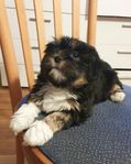 Lhasa Apso valpar!