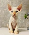 Devon Rex Hane