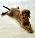 Cavalier King Charles Spaniel