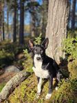 Bordercollie / Schäfer 