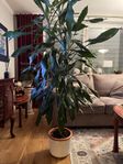 Stor växt Dracaena 175 cm