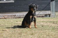 Miniature American Shepherd