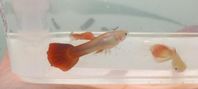 guppies (hanar 20kr st)