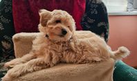 F1 toy Maltipoo valpar