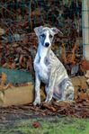 Underbara Whippet valpar 