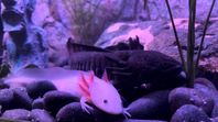 Axolotler med akvarium 