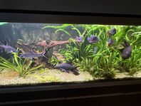 Fisk rensning och Akvarium 