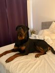 Rottweiler hane till avel