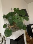 Monstera säljes pga flytt