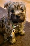 Cairnterrier hane