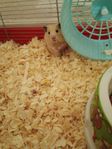 Guldhamster hona 9v