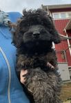 Multigeneration Labradoodle hane 11 v