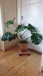 Monstera