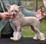 Chinese crested dog powderpuff med stamtavla SKK