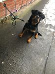 rottweiler 1 år