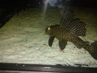 3st Malar gibbi/plecostomus 