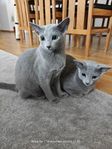 Russian blue kattunge