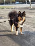 finsk lapphund 2 år