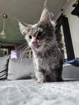 Maine Coon 