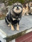 finsklapphund 