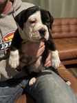 Olde English Bulldog