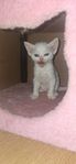 Devon Rex