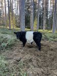 Belted Galloway