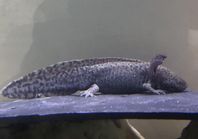 Axolotlar 