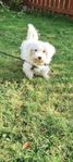 Maltipoo 