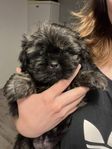 Shih tzu mix