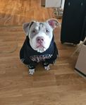 american bully på 1 år