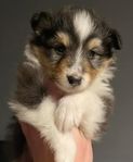 Shetland sheepdogvalpar