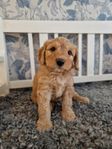 Australian Labradoodle valp