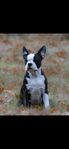 Bostonterrier 