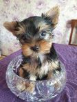 Yorkshireterrier ! Renrasig valpar !