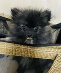 Mini Pomeranian Valp