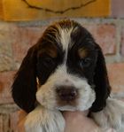 Engelsk Springer Spaniel 