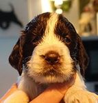 Engelsk Springer Spaniel 