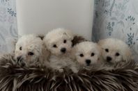 4 st Bichon frise som behöver nya hem 