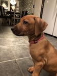 Rhodesian ridgeback 