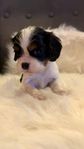 Cavalier King Charles spaniel valpar SKK