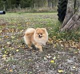 Pomeranian valp med stamtavla 