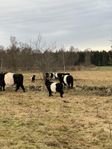 Belted Galloway kalvar