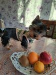 Renrasig Yorkshireterrier.!  Valp !